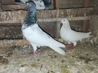 Pigeons