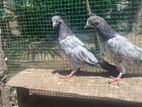 Pigeons