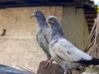 Teddy Pigeon