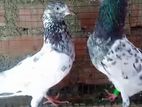 Teddy Pigeon