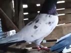 Teddy Pigeon