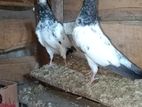 Teddy pigeon