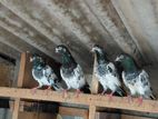 Teddy Pigeon