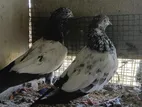 Teddy Pigeons