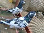 teddy pigeon