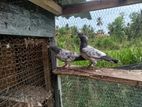 Pigeons
