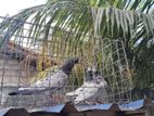 Pigeons