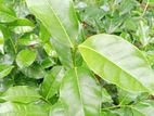 තේ පැල 2025