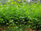 තේ පැල