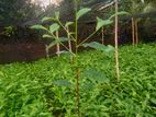 තේ පැල