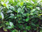 තේ පැල