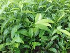තේ පැල