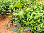 තේ පැල