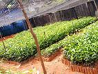 තේ පැල