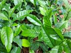 තේ පැල
