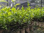 තේ පැල ( Tea plant )