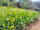 තේ පැල - Tea Plants