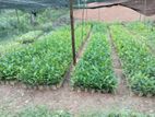 තේ පැල (Tea plants)