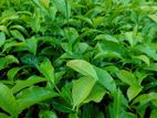 තේ පැල (Tea Plants)