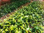 තේ පැල | Tea Plants