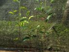 තේ පැළ