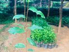 තේ පැළ