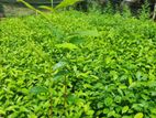 තේ පැළ