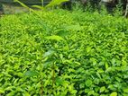 තේ පැළ