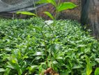 තේ පැළ