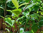 තේ පැළ