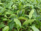 තේ පැළ / Tea Plant