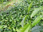 තේ පැළ | Tea Plants