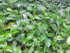 තේ පැළ