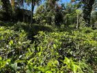 Tea Land for Sale – Pothapitiya