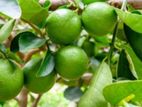Limes