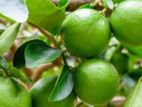 தேசி Lemon