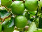 දේසි - தேசி