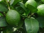 தேசி Lemon