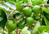 Lemon Plant in Nallur