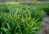 Lemon Plant Crops, Seeds & Plants