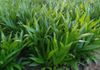 Lemon Plant 