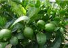 Lemon Plant in Jaffna