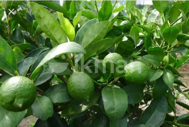 Lemon Plant