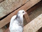 Pigeons