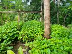 තේක්ක පැල විකිනීමට..