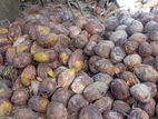 Coconut