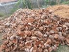தேங்காய் மட்டை (Thengai Mattai)