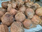 Coconuts