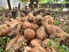 Coconut