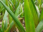 Coconut Plants